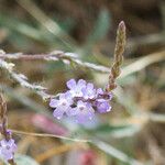 Verbena lasiostachys പുഷ്പം