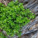 Polycarpon polycarpoides Likasa