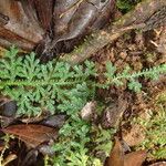 Selaginella cathedrifolia ᱥᱟᱠᱟᱢ