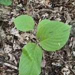 Cornus rugosa Foglia