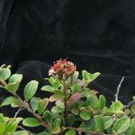 Spiraea arcuata Облик