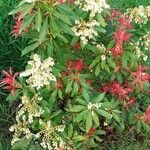 Pieris formosaFlower