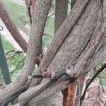 Aristolochia macrophylla Kora