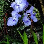 Vanda coerulea Συνήθη χαρακτηριστικά