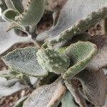 Kalanchoe beharensis Folha