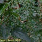Aristolochia altissima Other