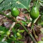Strombosia grandifolia Fruit