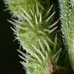 Zornia latifolia Froito