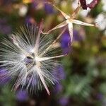 Lactuca muralis Vrucht