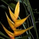 Heliconia caribaea Flower