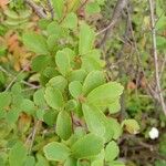 Spiraea × vanhouttei Leht