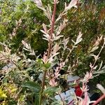 Salix integra Květ