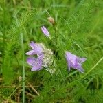 Campanula patulaപുഷ്പം