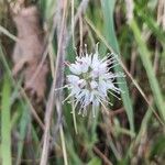 Allium ericetorum 花