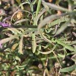 Centaurea paniculata Blad