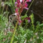 Anacamptis papilionacea Hábito