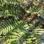 Zamia integrifolia 葉