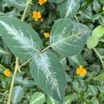 Desmodium uncinatum Leaf