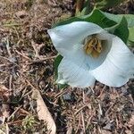 Trillium ovatum Flower