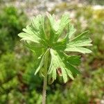 Geranium dissectum Leaf