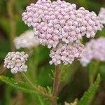 Achillea × roseoalba Blomst