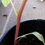 Amaranthus blitum Lubje