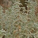 Mercurialis tomentosa Leaf