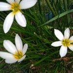 Zephyranthes candida Virág