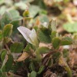 Trifolium ornithopodioides 葉