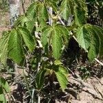 Cyphostemma hypoleucum Leaf