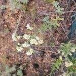 Pseudognaphalium californicum Flower