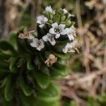 Lysimachia mauritiana Fleur