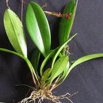 Stelis superbiens Otro