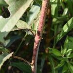 Chromolaena ivifolia Bark
