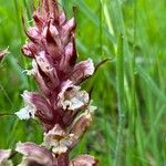 Orobanche amethystea花