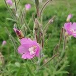 Epilobium hirsutumFlower