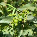 Solanum endoadenium