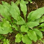 Hieracium amplexicaule Blatt