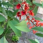 Erythrina crista-galliᱵᱟᱦᱟ