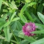 Trifolium alpestre Blomma