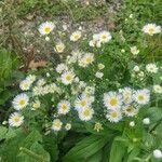 Erigeron strigosus Fula