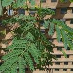 Leucaena leucocephalaBlad