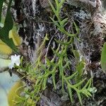 Dendrobium sphenochilum