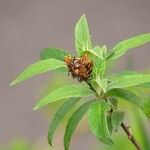 Buddleja globosa Leaf