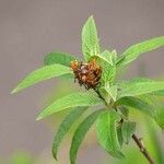 Buddleja globosa पत्ता