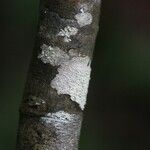 Acalypha integrifolia Écorce