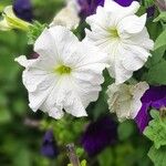 Petunia × atkinsiana Flor