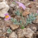 Linaria alpinaBlüte