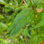 Epilobium ciliatum पत्ता