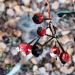 Rosa multiflora Плід